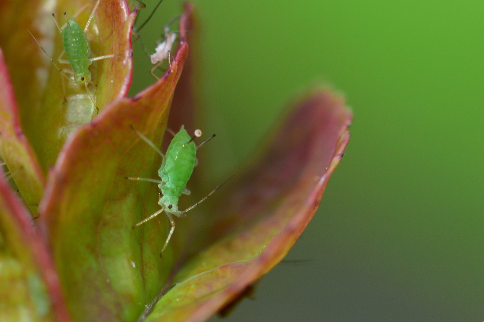 A green aphid resting on the reddish leaves of a plant shoot
